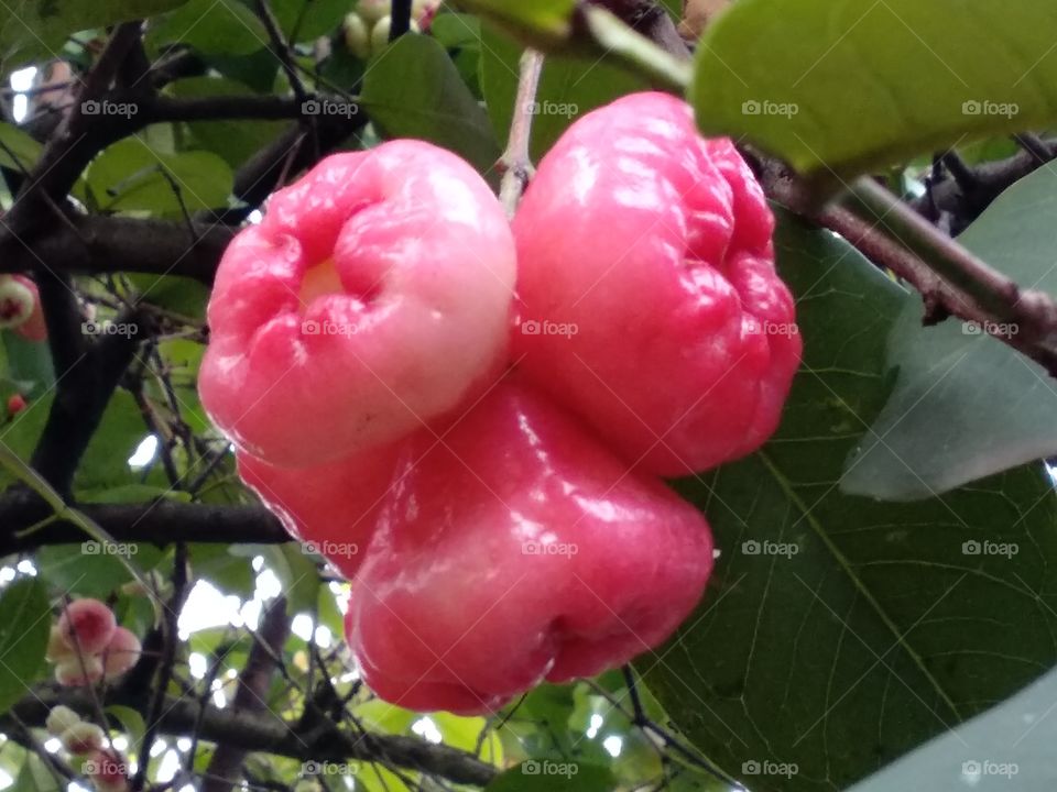 Fresh Rose Apple