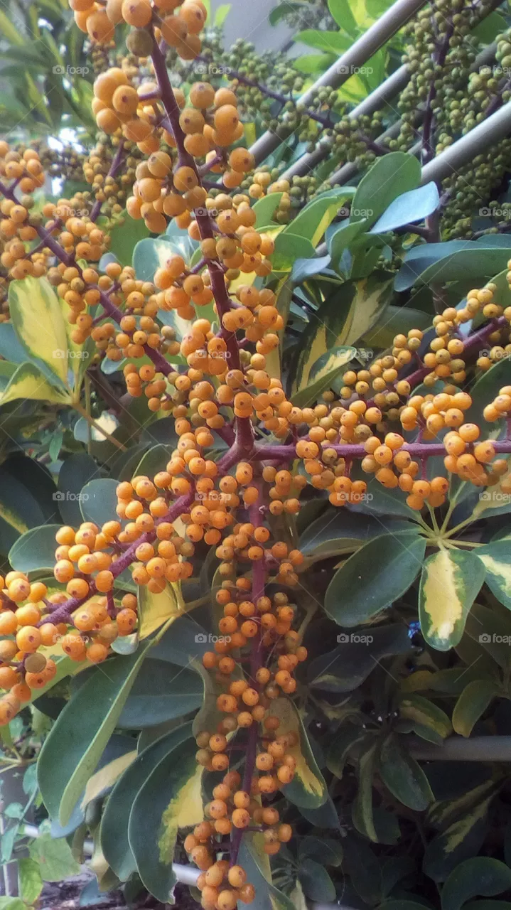 Fruit
