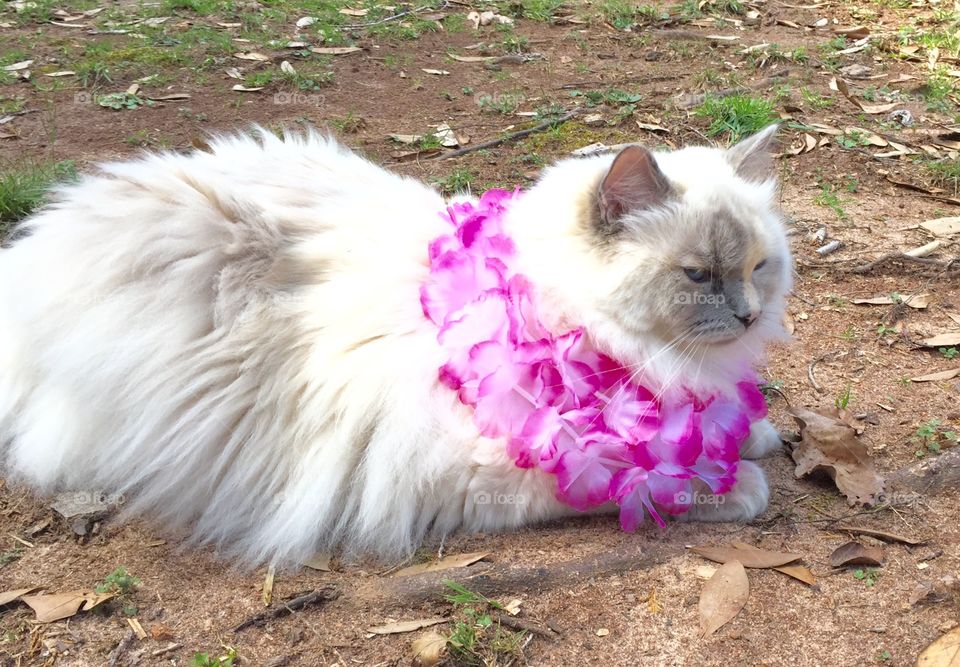 Cat with pink flowers