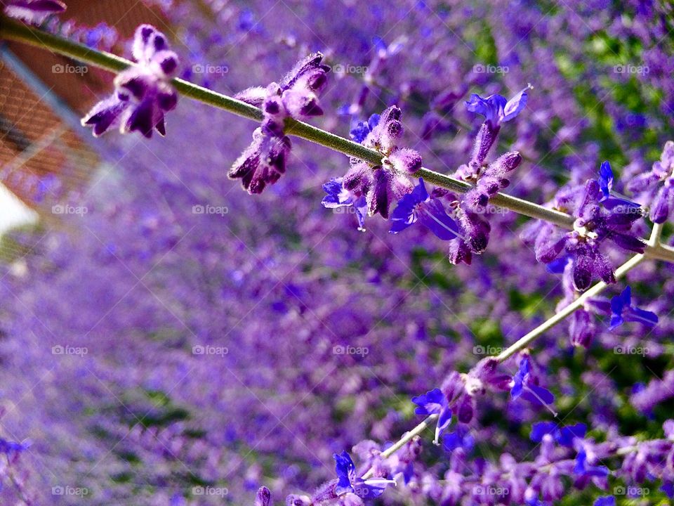 Flower, Flora, Lavender Color, Nature, Lavender (Flower)