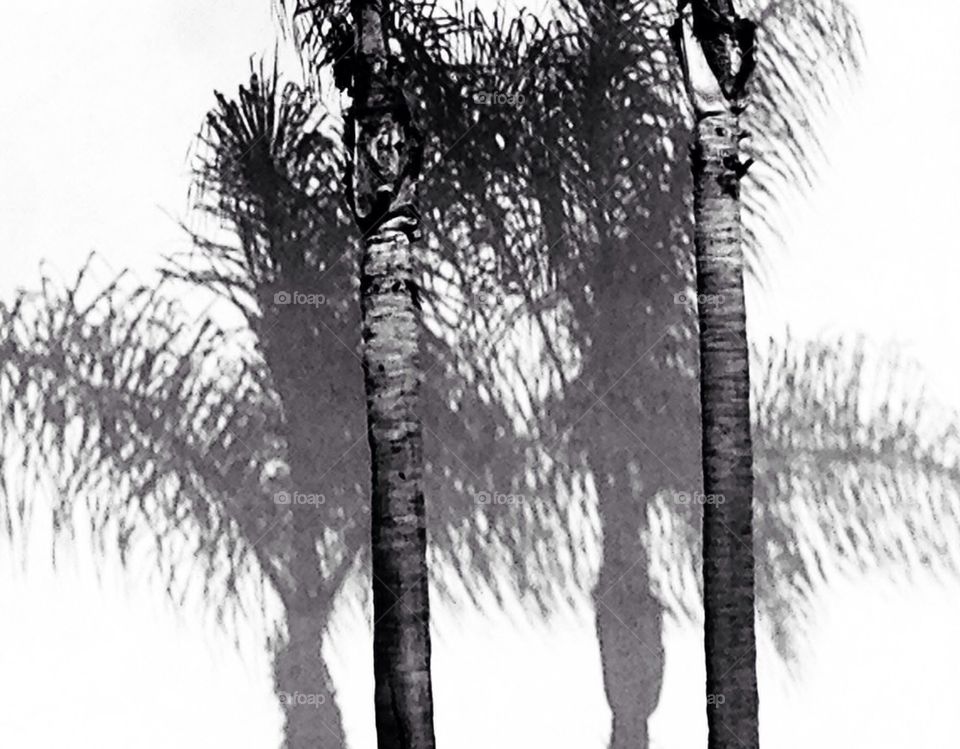 Palms