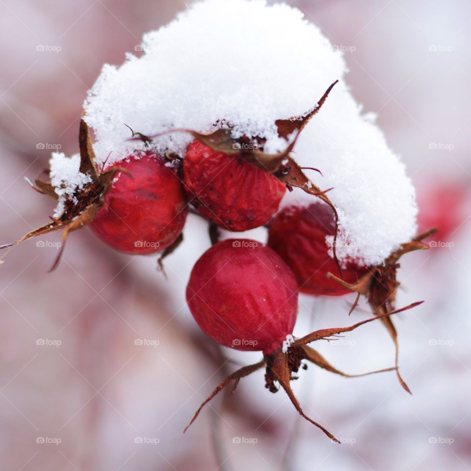 Dog rose 