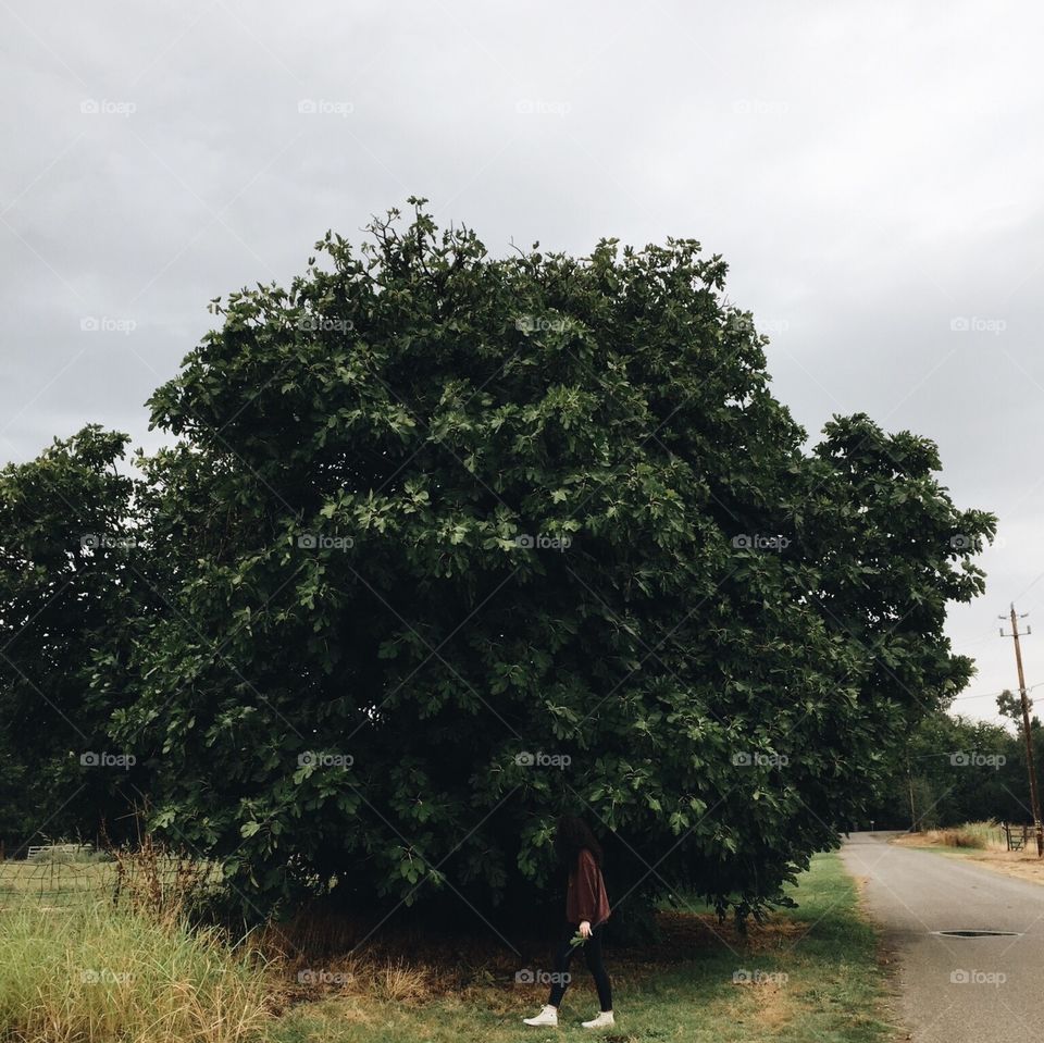fig tree 