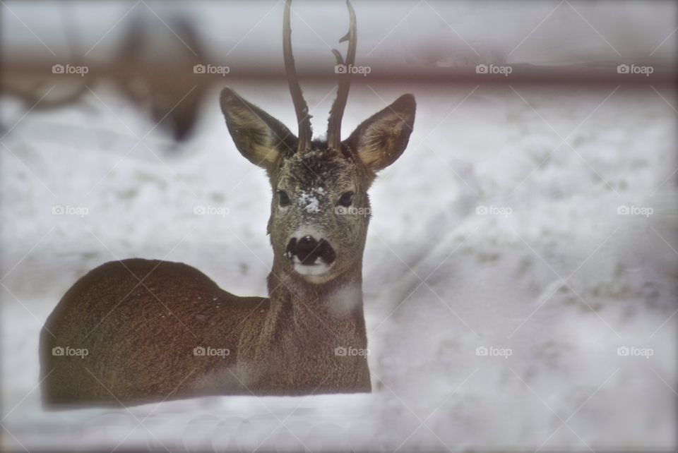 stockholm rådjur deer roedeer däggdjur winter-season snow cold stockholm lgt41 by lgt41