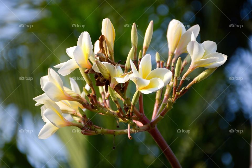 Plumeria flower in nature garden
