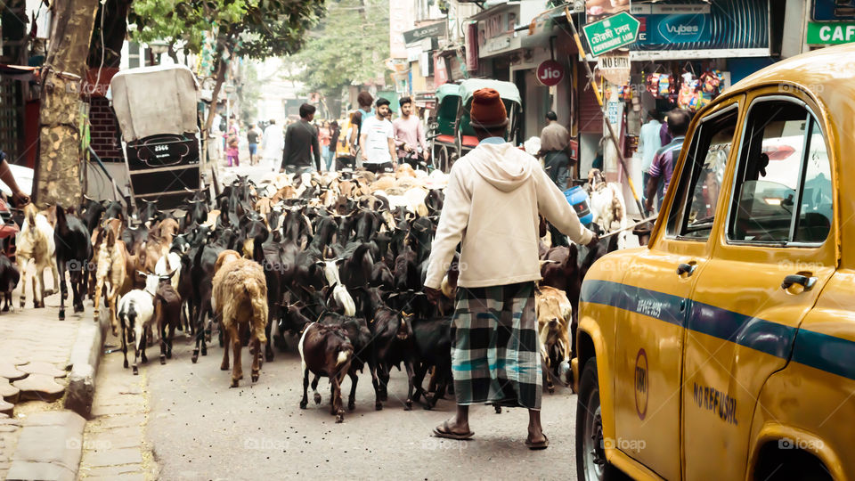 Mirza Ghalib Street, New Market, Kolkata, December 2, 2018: A shepherds trying to manage a heard of sheep in the midst of a busy road.