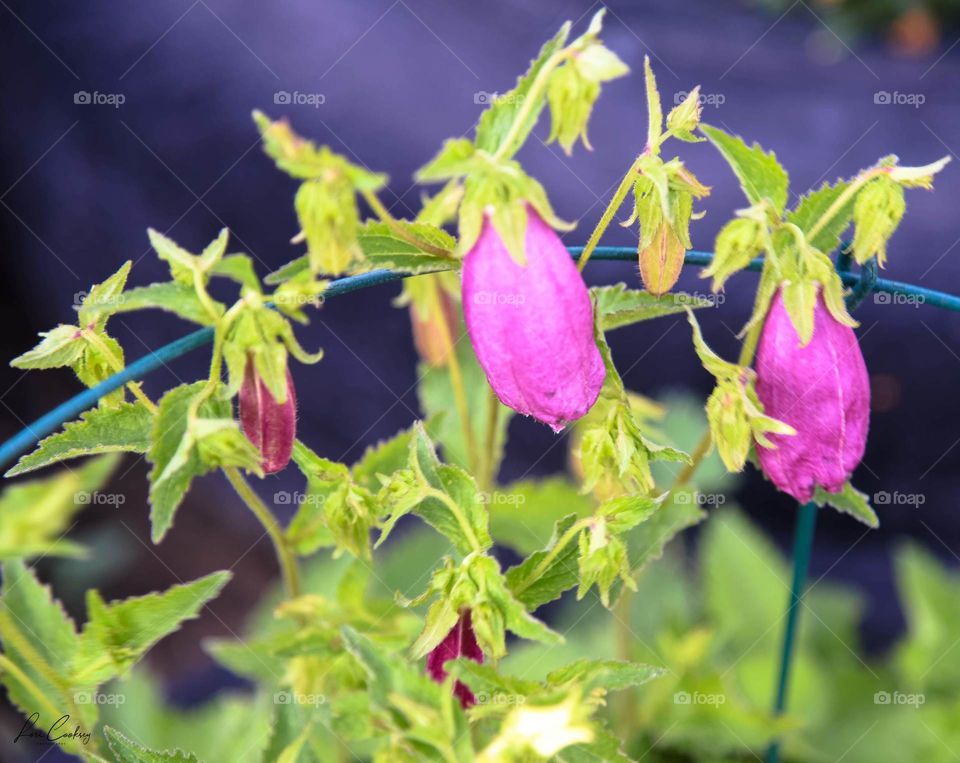 Magenta Billows of Bloom