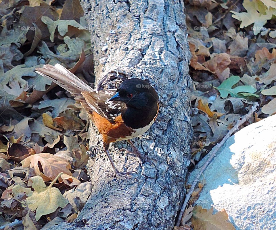 Spotted Towhee