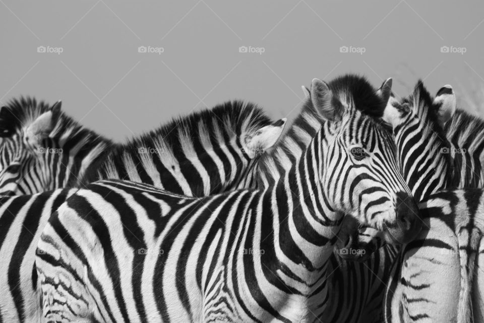 zebras black  and  white