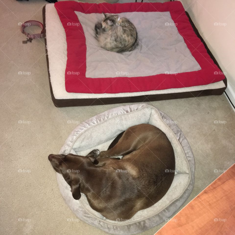 Cat Steals Dog's Bed