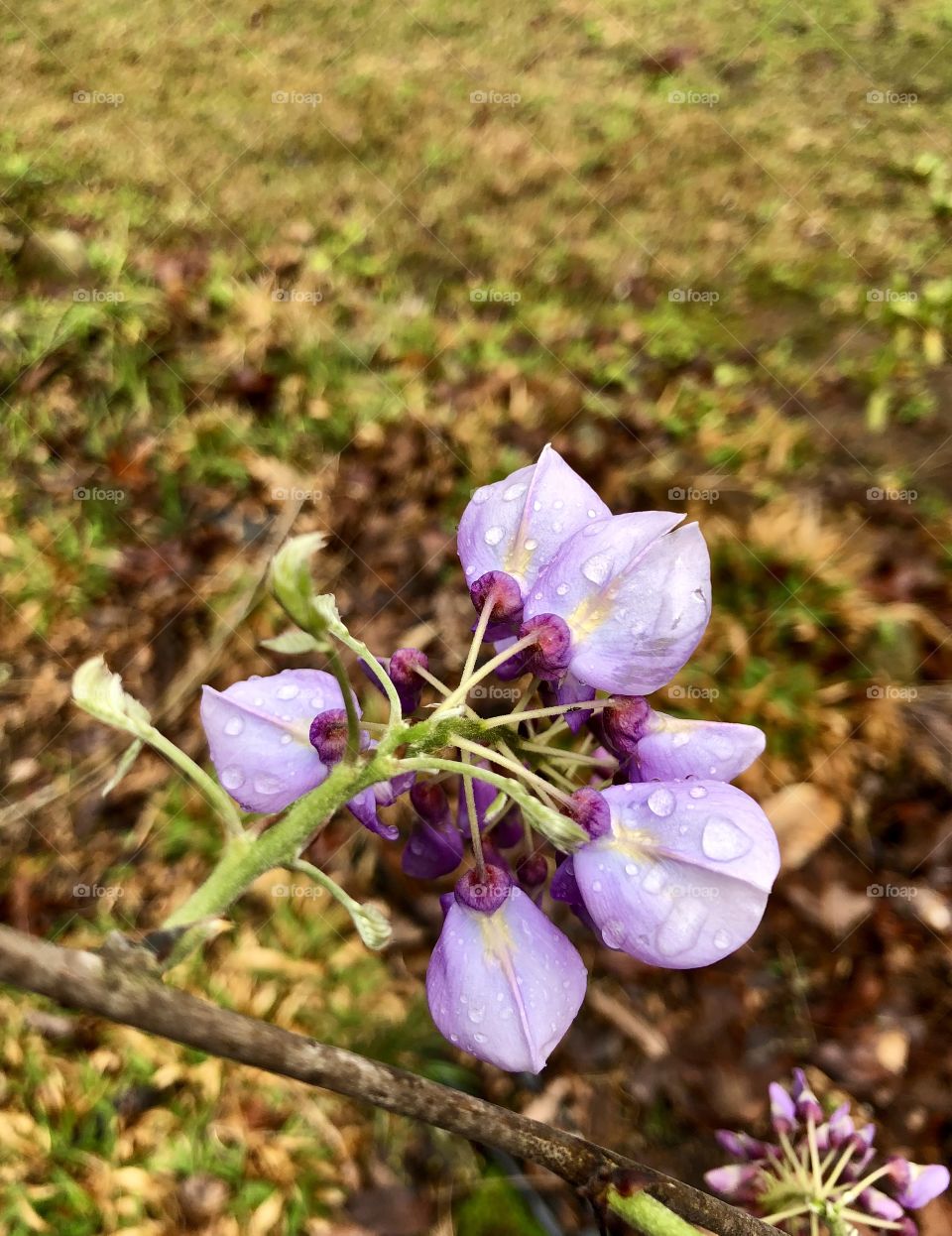 Overhead closeup of wisteria bloom after springtime storms 