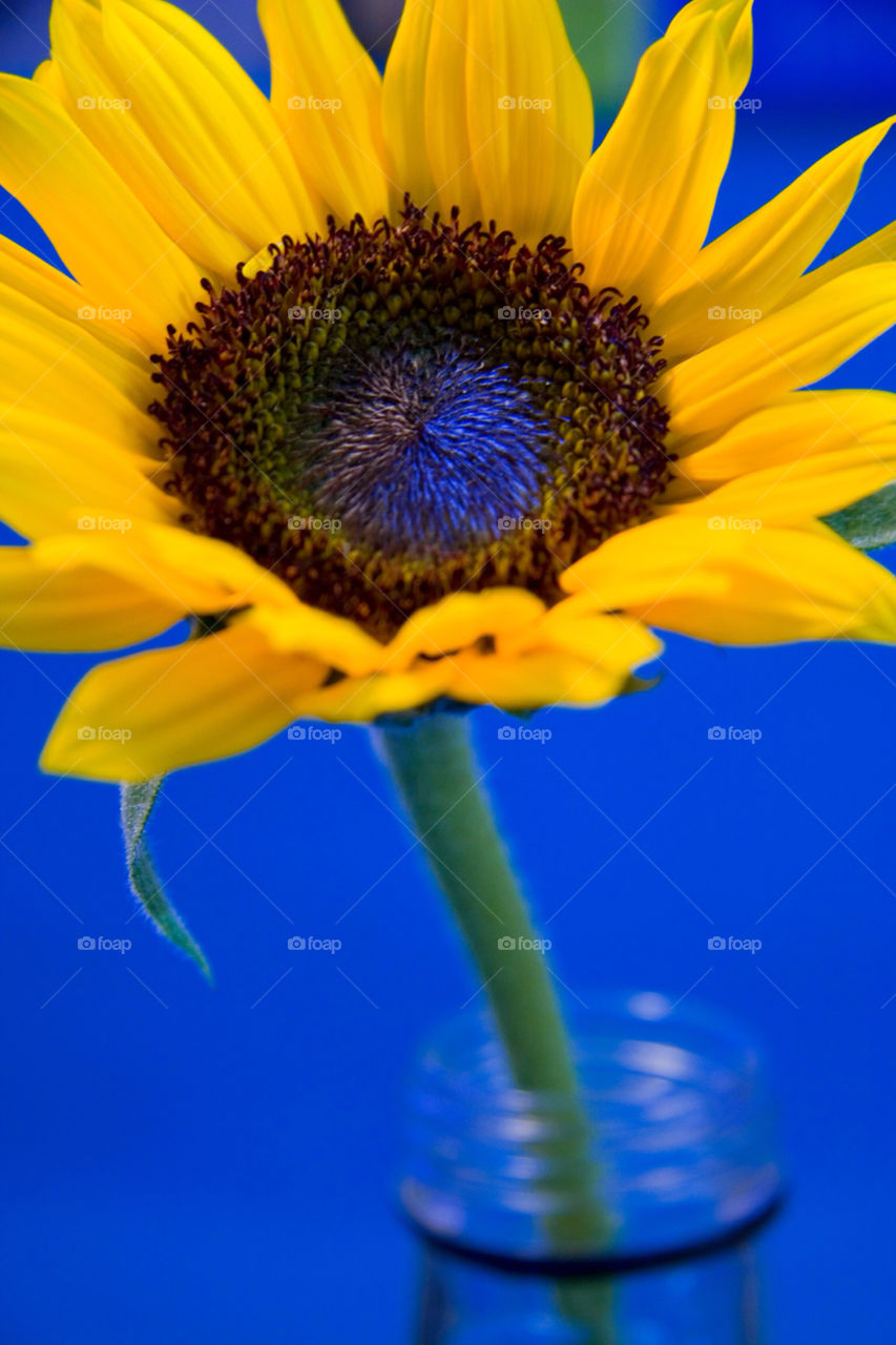 yellow flower blue seeds by Cheshirepoet