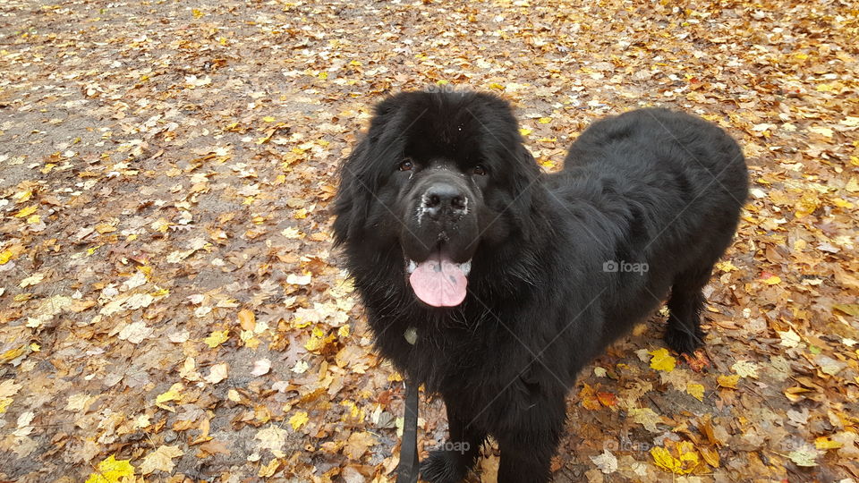 happy newfoundlander puppy