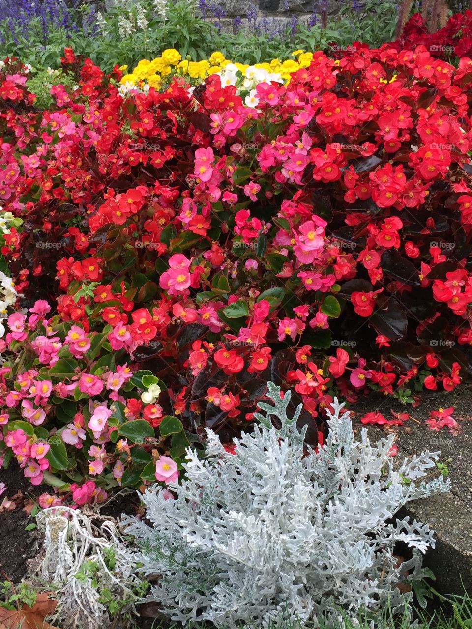 Red and pink florals in neighbour flower bed