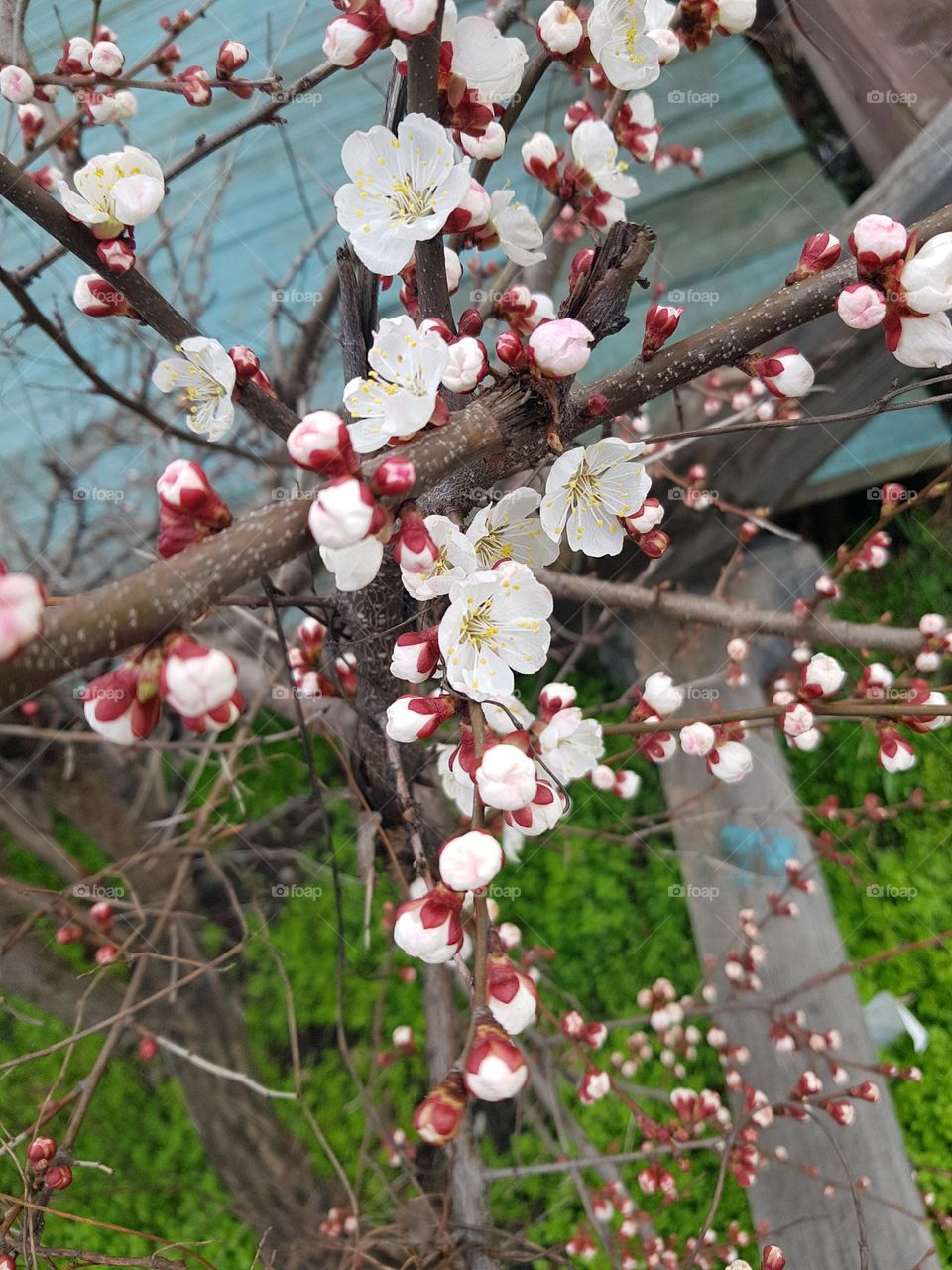 Pink cherry blossoms in the city yard in spring