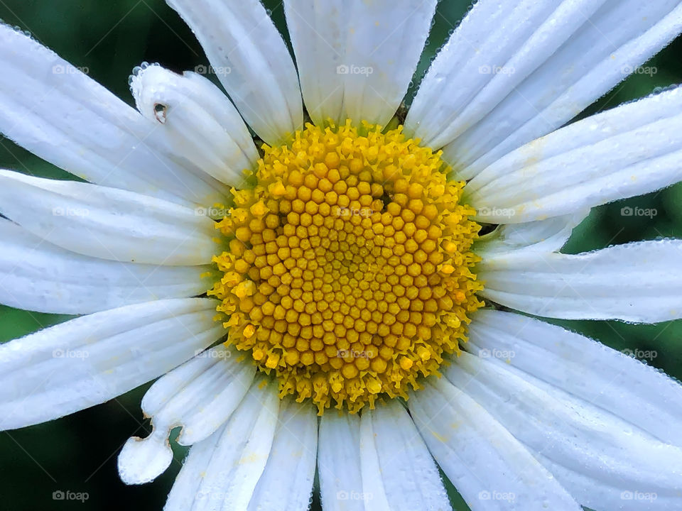 Smiling flower 