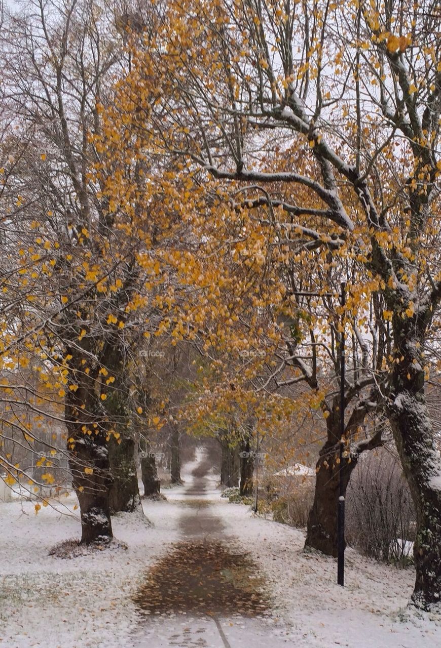 First snow