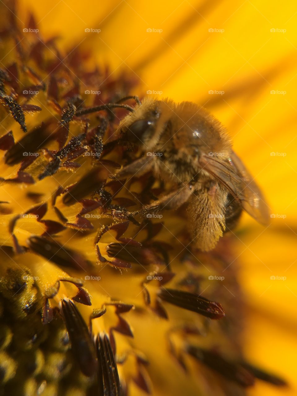 Honeybee on sunflower