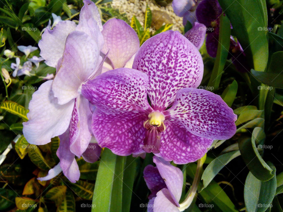 orchid. blooming orchids