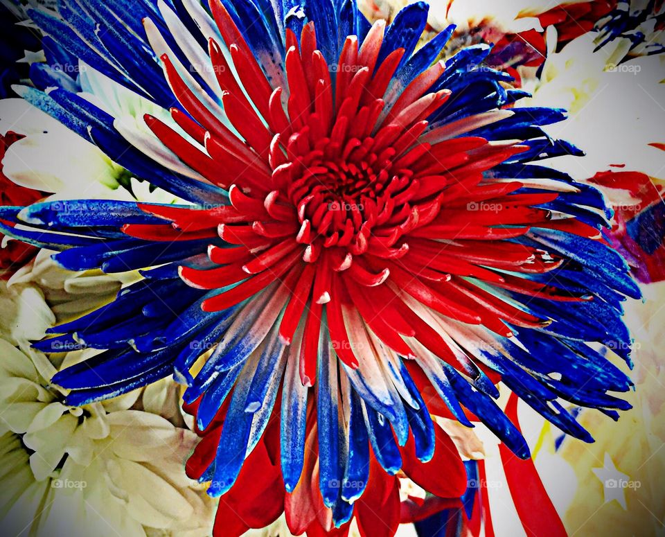 Red white and blue flower. Red white and blue flower