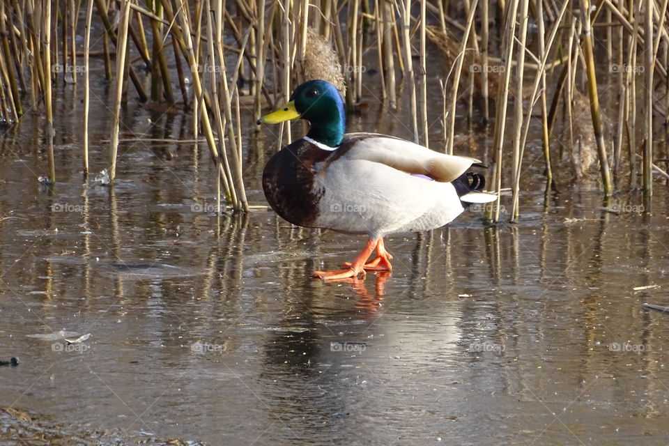Ente watschelt vorsichtig über das Eis