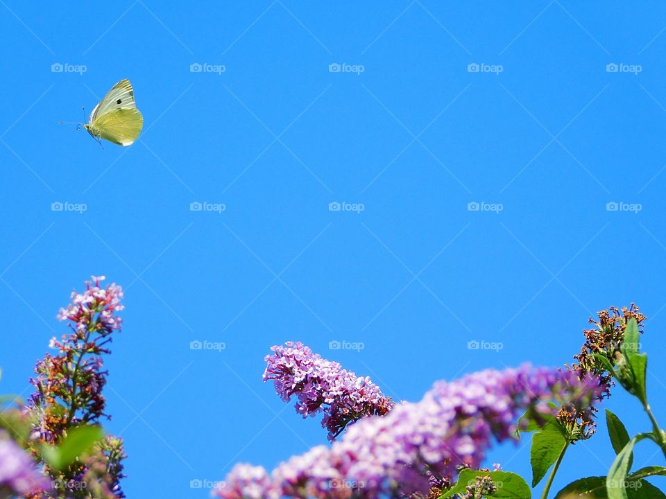 Delicate, small white butterfly on the wing, searching for a flower to land on