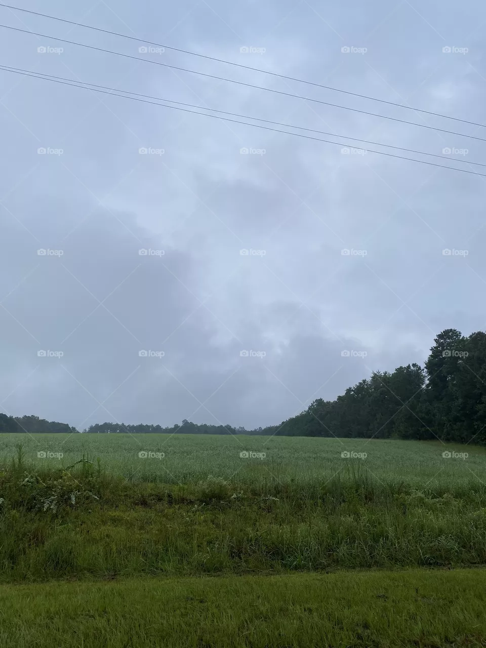 Field of green 