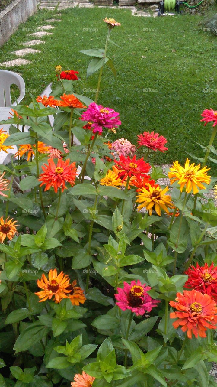 rain on the flowers in the garden