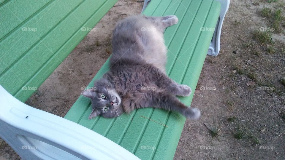 Sambo chillin on the bench