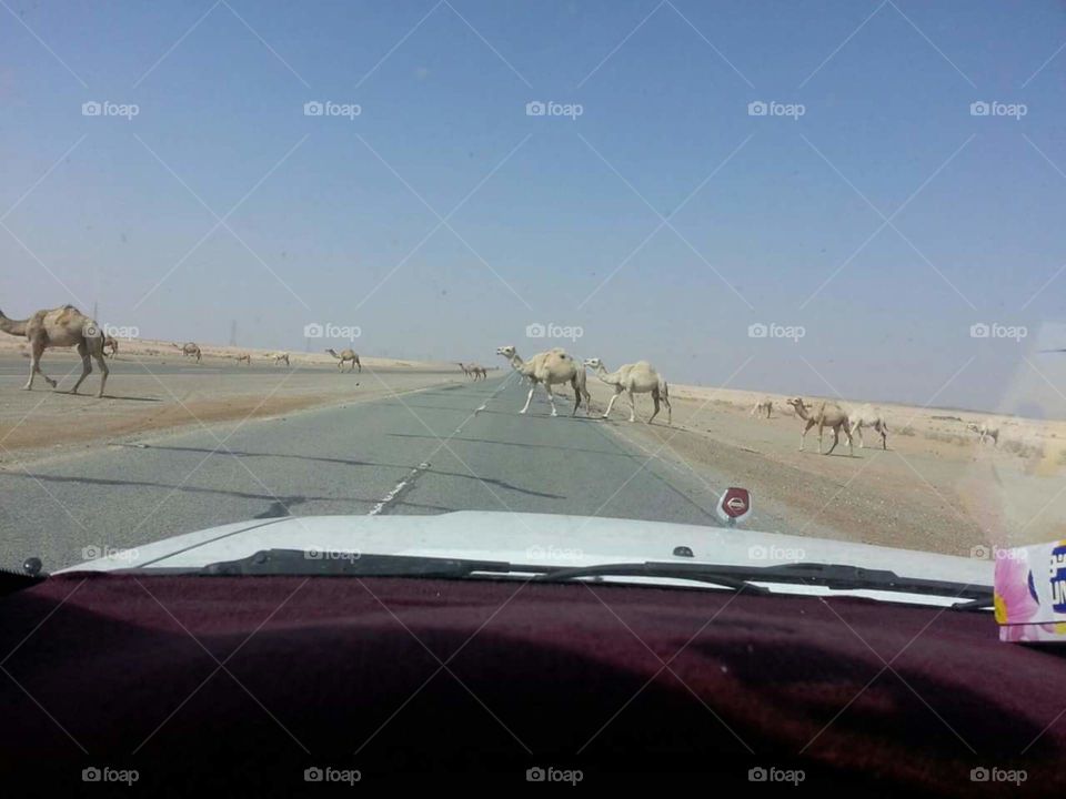 Camel Road Crossing in dawadmi (Saudi Arabia)