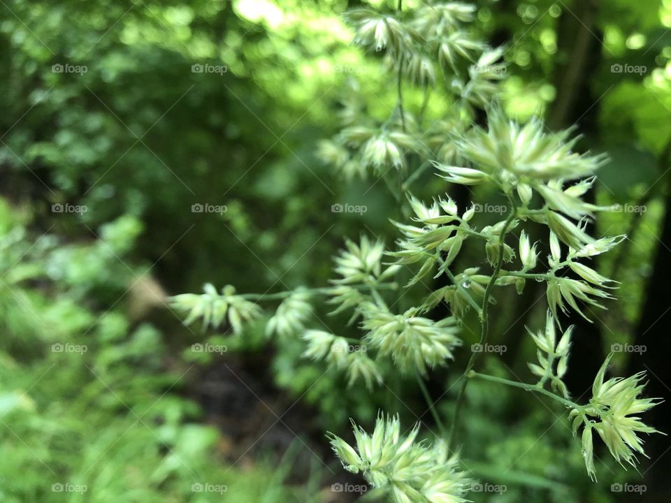 Green Grass Photograph | HD Picture of Grass for Nature and Forest Lovers