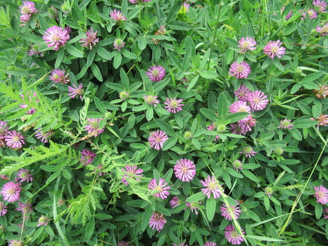 Clover - honey plant.  Clover honey is among the best.  It is transparent, with a delicate aroma and delicate flavor, during crystallization forms a solid white mass