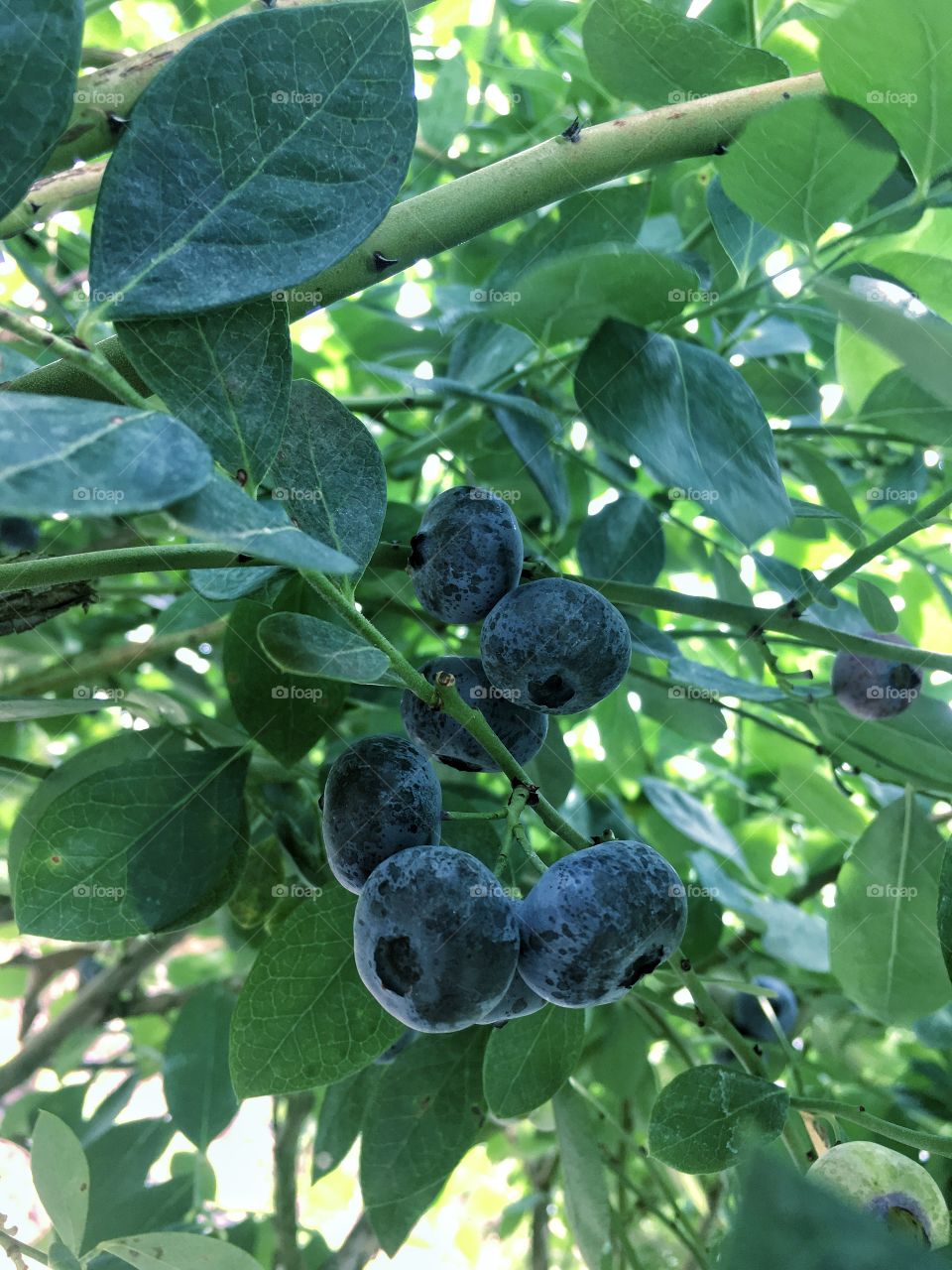 Blueberries ripening on a bush