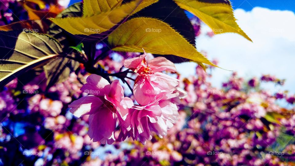 cherry flowers in springtime