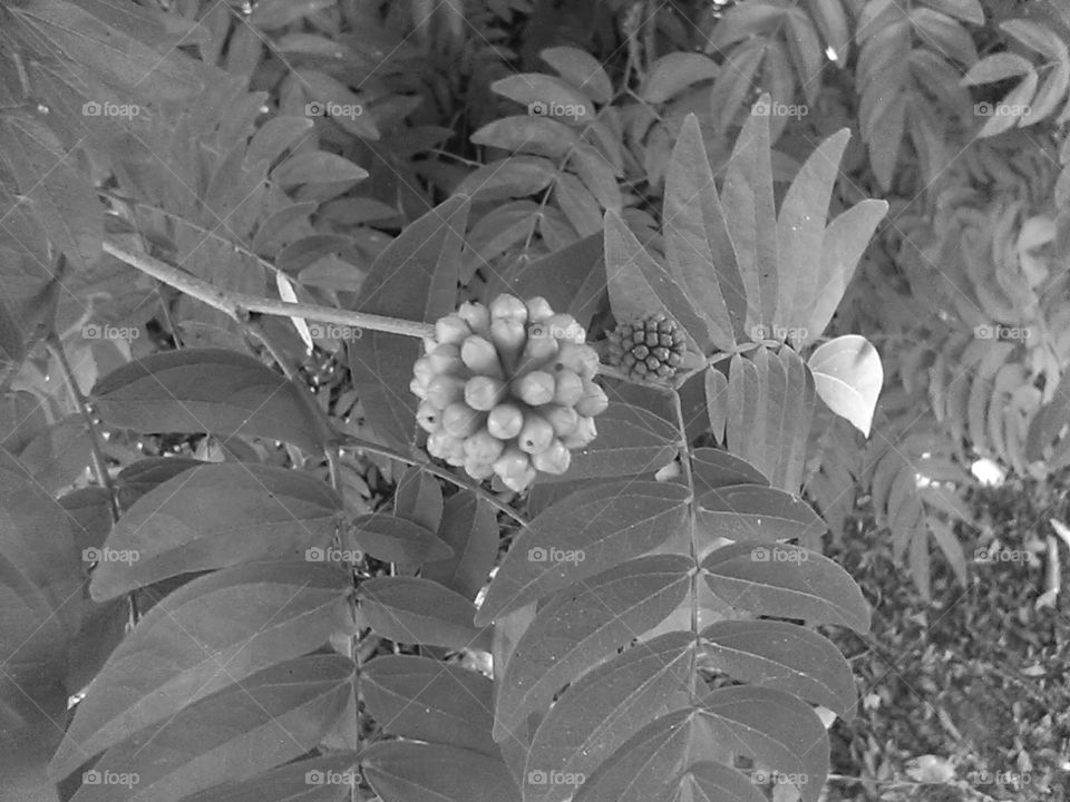 berry black and white