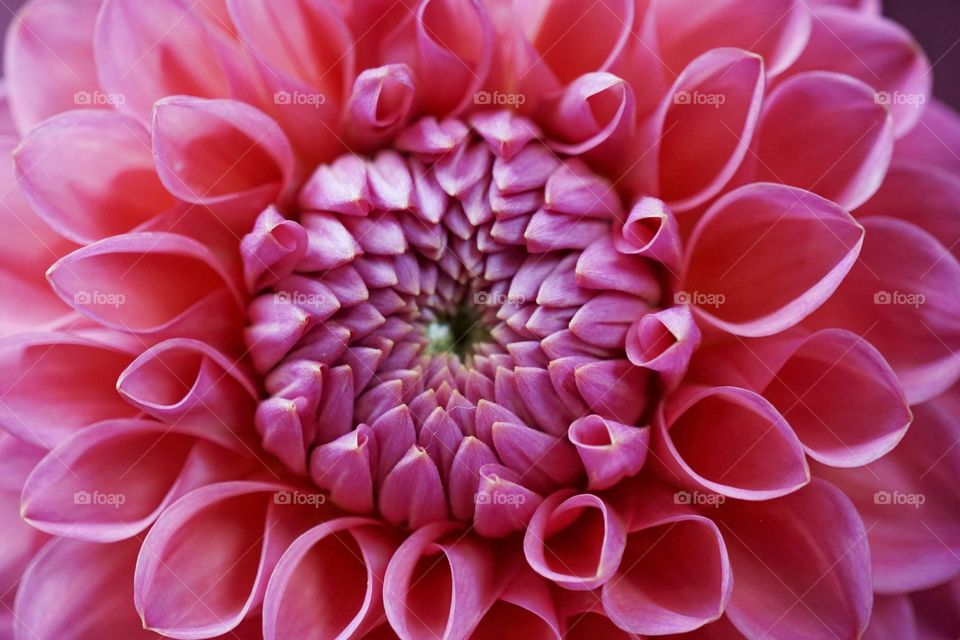 Summer isn’t Summer without flowers .. this is a beautiful shocking pink Dahlia taken from a bouquet that my green fingered Sister-in-Law selected from her allotment garden and gave to me ... 💗