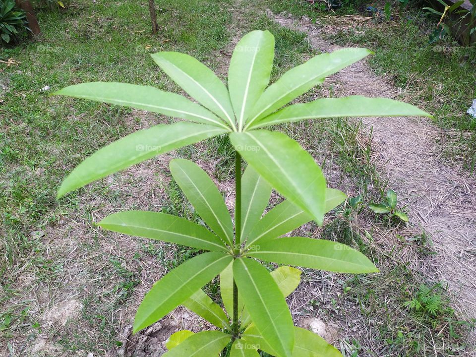 growing tree one day it will be a big tree