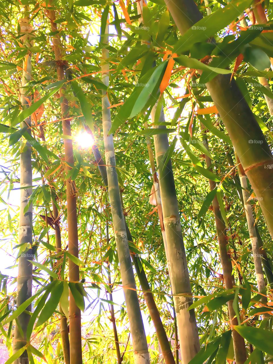 Bamboo 