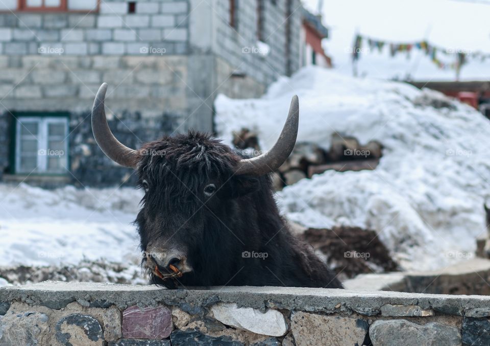 cow with a nose ring on the mountains 🙂