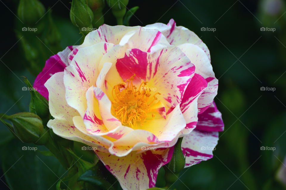 Rosaleda, Madrid. (España)