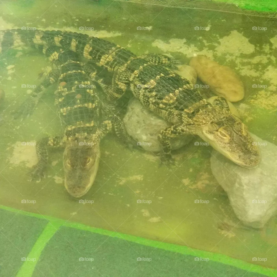 Alligators