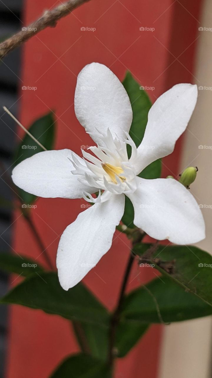 white Jasmine is in bloom with good energy