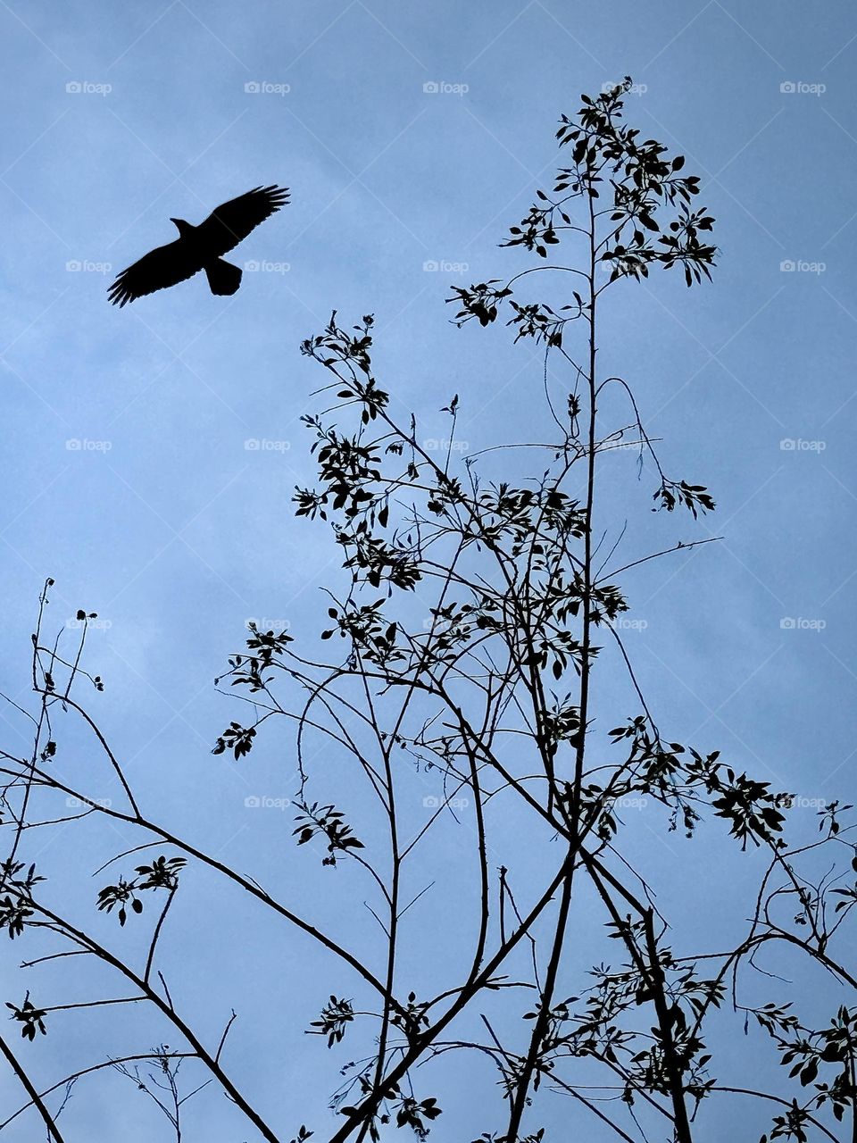 Crow in Flight