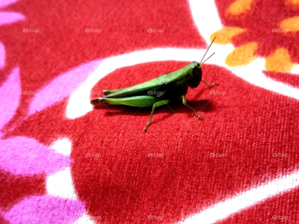 Grasshopper at bed in bedroom