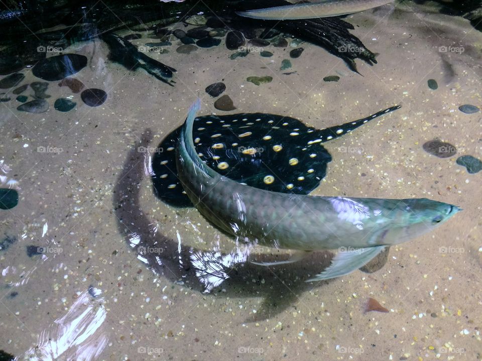 A Fish Shadow Circles a Ray in the Water