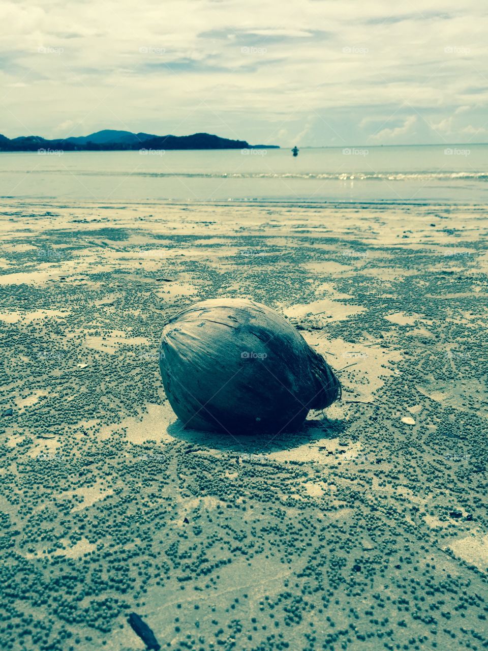 Coconut by the Sea . Saw this coconut lying about on the beach in Ko Lanta, Thailand. Thought it made a nice still life. 