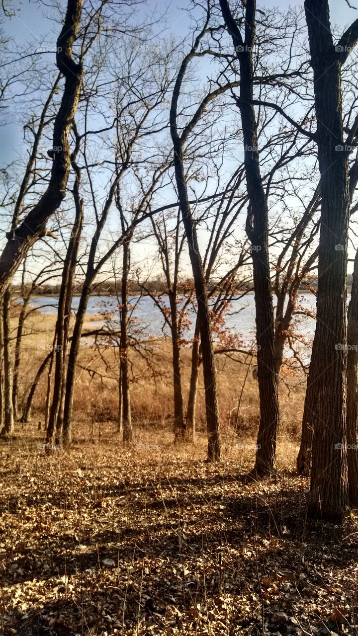 Scenics view of shadow of a bare tree