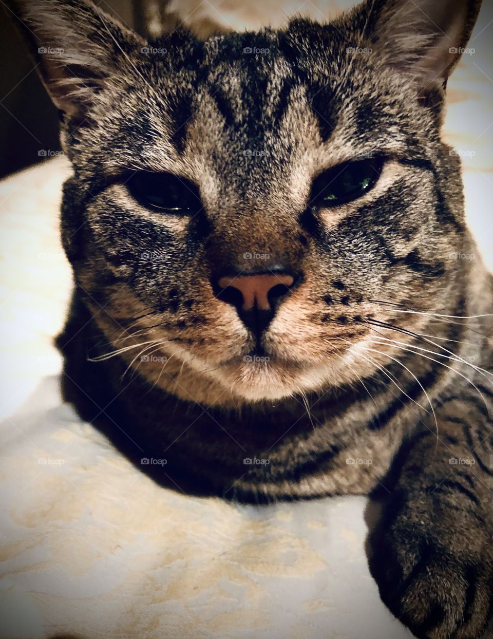 This is a photo I took of my beautiful cat, Cindy. She loves people so much, and is always ready for a cuddle! 🥰