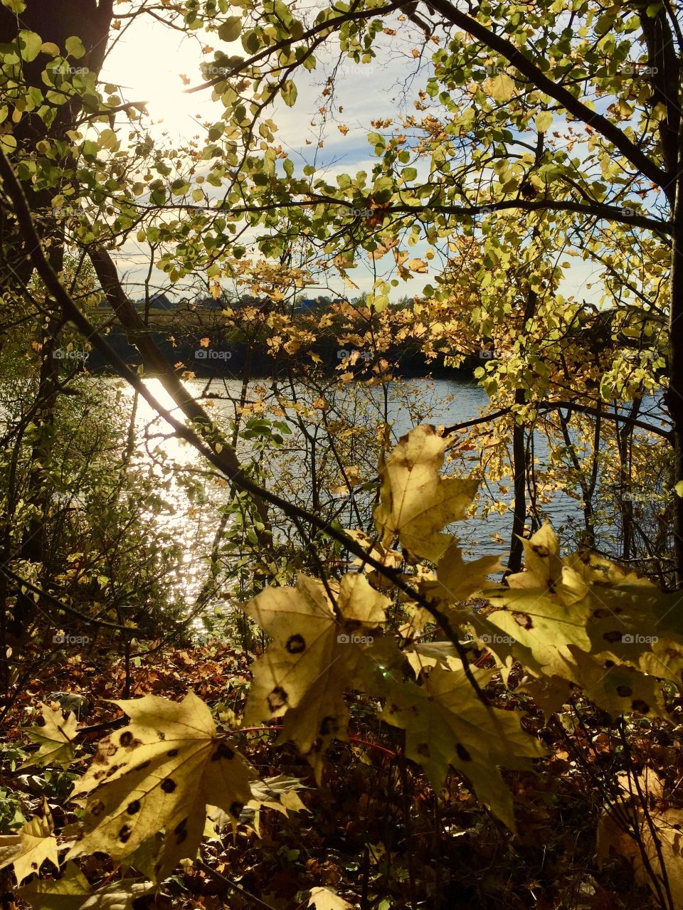 Golden autumn. Trees with yellowed foliage on the banks of the river at the time of leaf fall.
