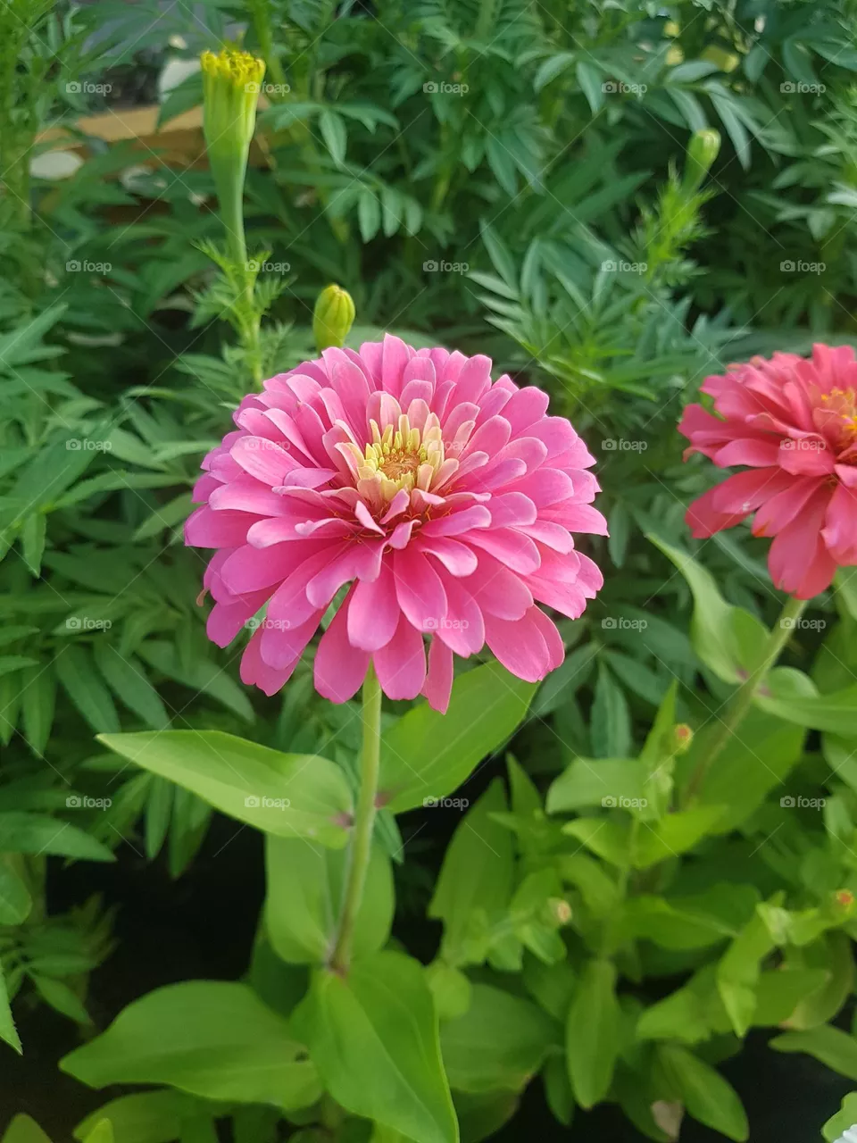ENJOY-ZINNIA